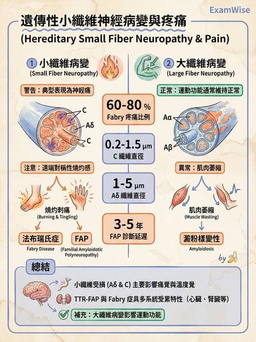 內專 - 神經肌肉接合與周邊神經疾病 - AI 圖文解析預覽