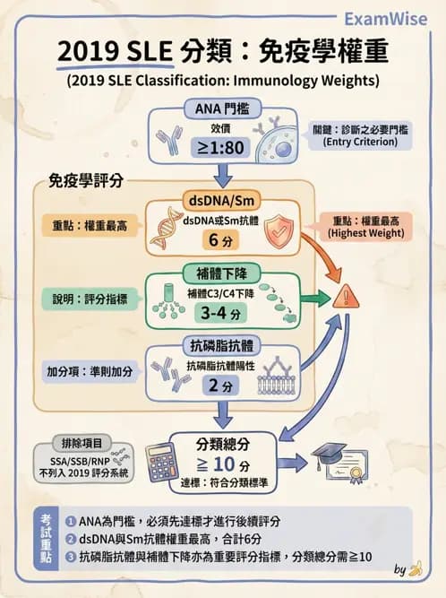 SLE - 全身性紅斑狼瘡 - AI 圖文解析預覽
