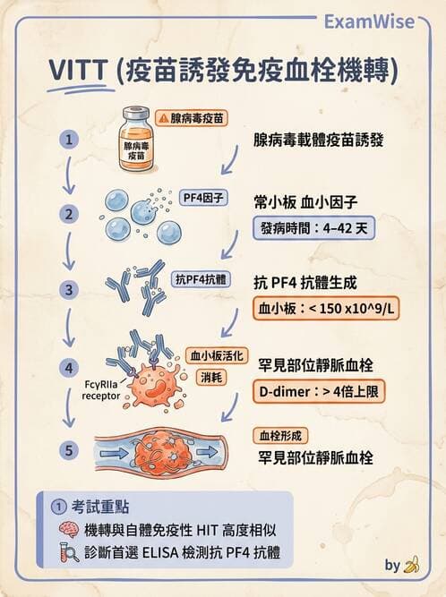 內專 - 免疫學基礎與特殊免疫反應 - AI 圖文解析預覽