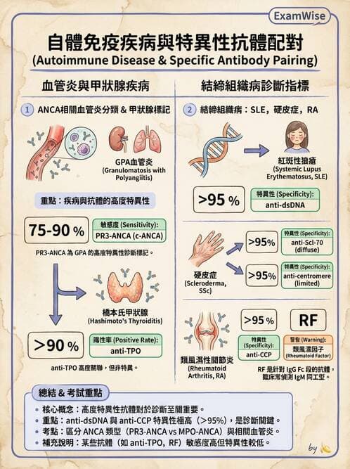 SLE - 全身性紅斑狼瘡 - AI 圖文解析預覽