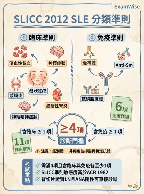 SLE - 全身性紅斑狼瘡 - AI 圖文解析預覽
