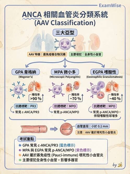 內專 - 血管炎 - AI 圖文解析預覽