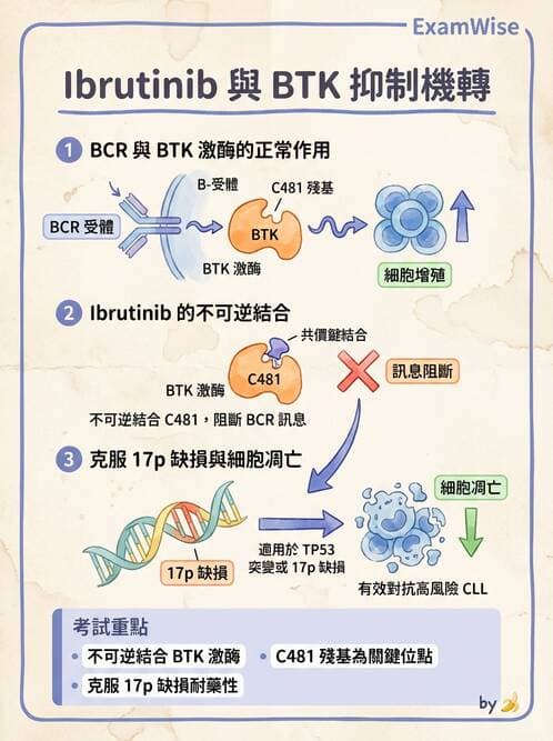 內專 - 白血病與骨髓增生不良 - AI 圖文解析預覽