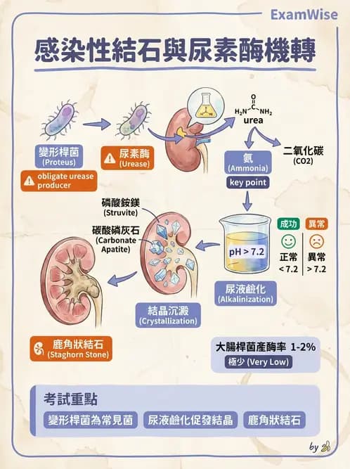 內專 - 多囊腎與腎結石 - AI 圖文解析預覽