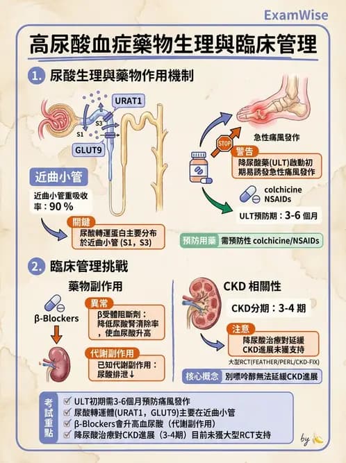 內專 - 腎間質疾病與其他 - AI 圖文解析預覽