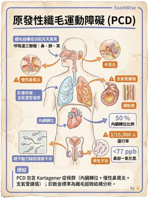 內專 - 肺功能檢查與支氣管擴張 - AI 圖文解析預覽
