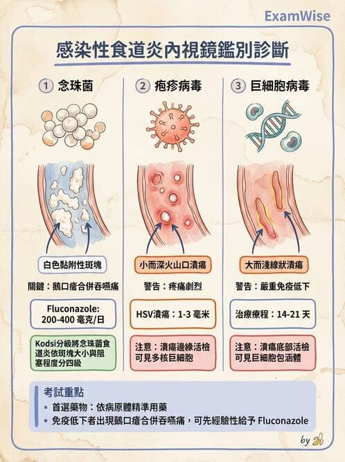 內專 - GERD、Barrett's食道與食道炎 - AI 圖文解析預覽