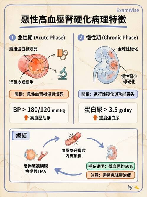 內專 - 腎血管疾病與妊娠腎病 - AI 圖文解析預覽