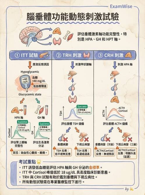內專 - 腦垂體疾病 - AI 圖文解析預覽