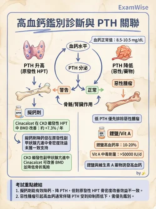 內專 - 副甲狀腺與鈣代謝異常 - AI 圖文解析預覽