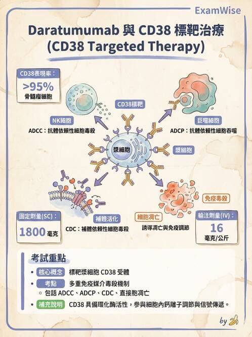內專 - 淋巴瘤與多發性骨髓瘤 - AI 圖文解析預覽