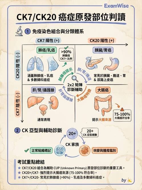 內專 - 腫瘤總論與篩檢 - AI 圖文解析預覽