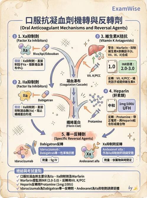 內專 - 心房顫動與上心室心律不整 - AI 圖文解析預覽