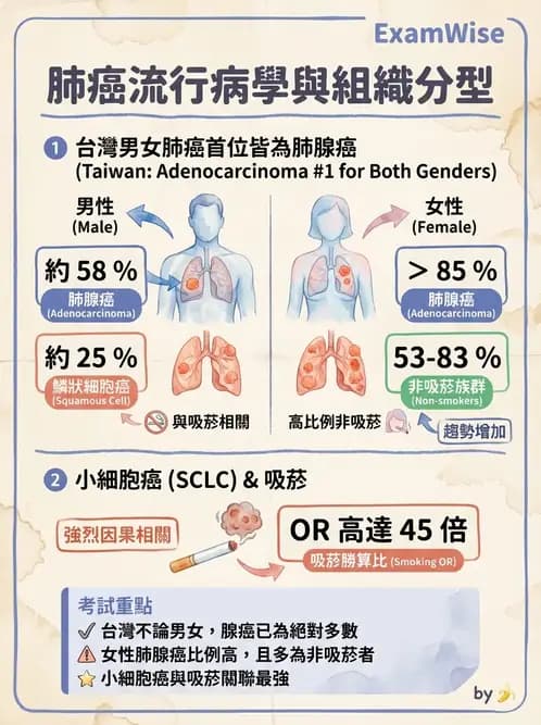 內專 - 肺癌 - AI 圖文解析預覽
