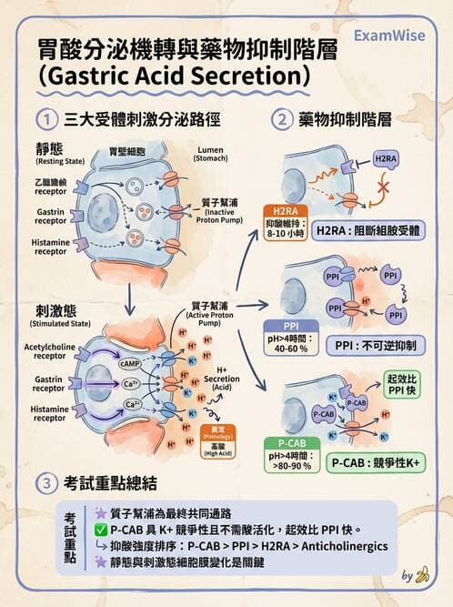內專 - GERD、Barrett's食道與食道炎 - AI 圖文解析預覽