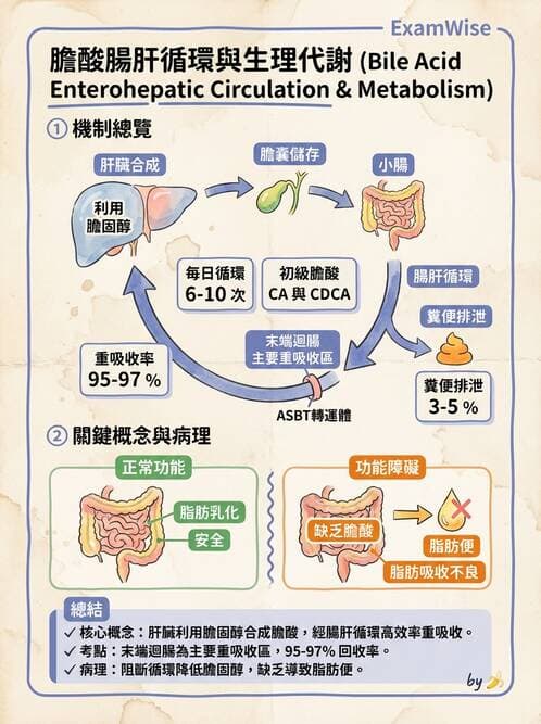 內專 - 膽道疾病與膽酸生理 - AI 圖文解析預覽