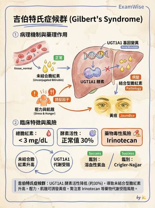 內專 - 膽汁滯留性肝病與黃疸鑑別 - AI 圖文解析預覽