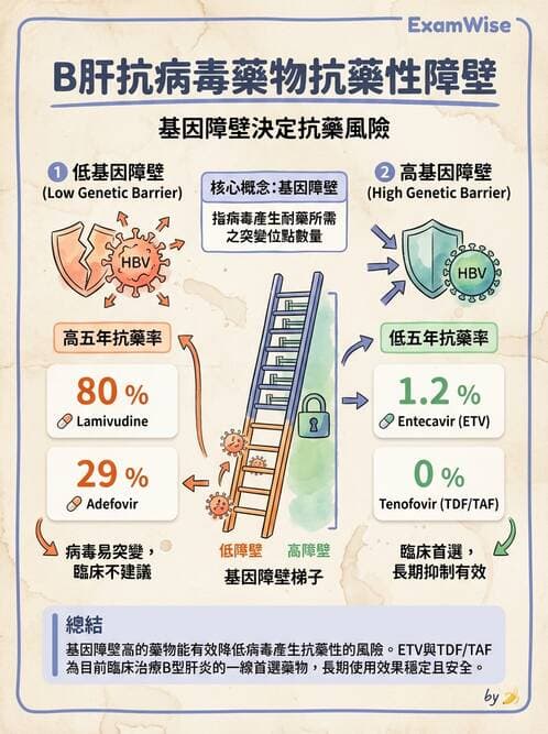內專 - B型肝炎 - AI 圖文解析預覽