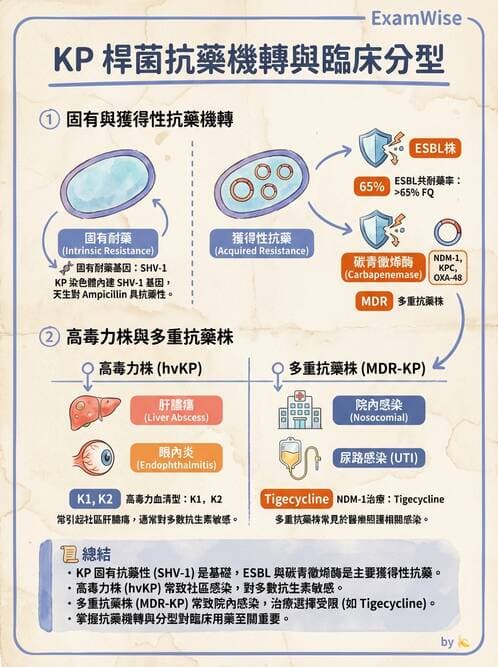 內專 - 革蘭氏陰性菌感染 - AI 圖文解析預覽