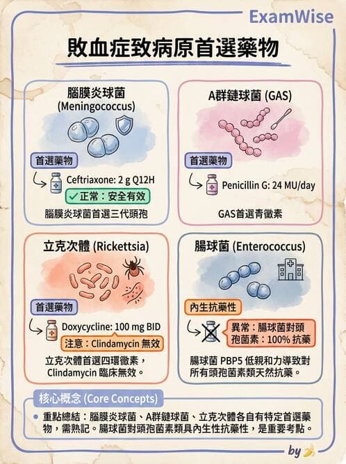 內專 - 抗生素機轉與藥理 - AI 圖文解析預覽