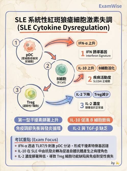 SLE - 全身性紅斑狼瘡 - AI 圖文解析預覽