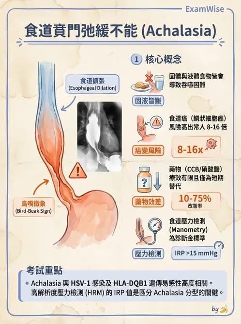 內專 - 食道運動障礙與吞嚥困難 - AI 圖文解析預覽