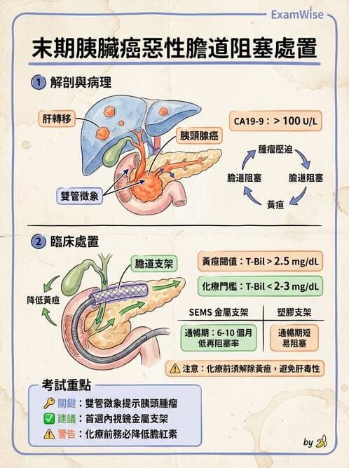 內專 - 胰臟疾病 - AI 圖文解析預覽