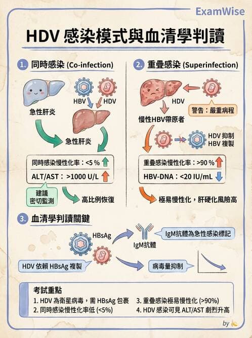 內專 - B型肝炎 - AI 圖文解析預覽