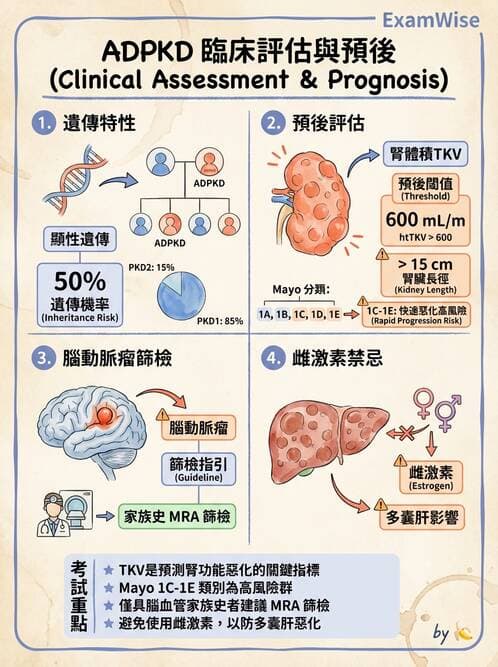 內專 - 多囊腎與腎結石 - AI 圖文解析預覽