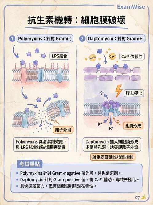內專 - 抗生素機轉與藥理 - AI 圖文解析預覽