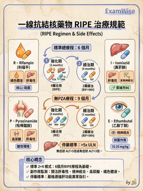 內專 - 肺結核 - AI 圖文解析預覽