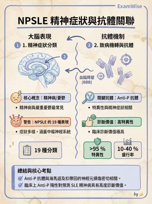 SLE - 全身性紅斑狼瘡 - AI 圖文解析預覽