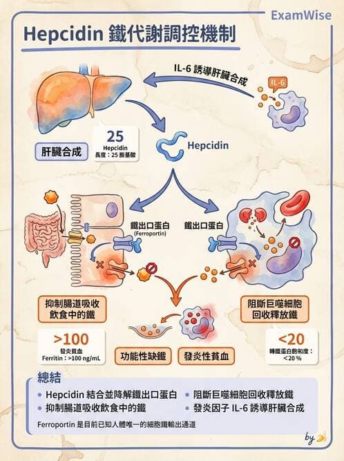 內專 - 各型貧血 - AI 圖文解析預覽