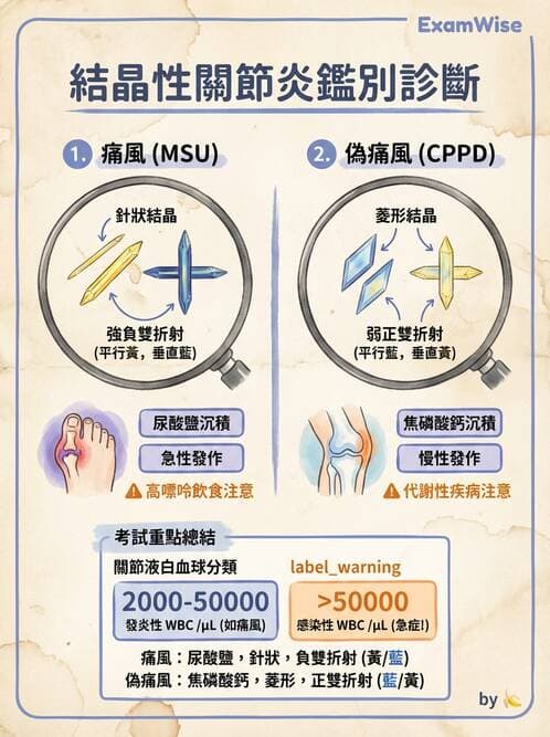 內專 - 痛風、結晶性與退化性關節炎 - AI 圖文解析預覽