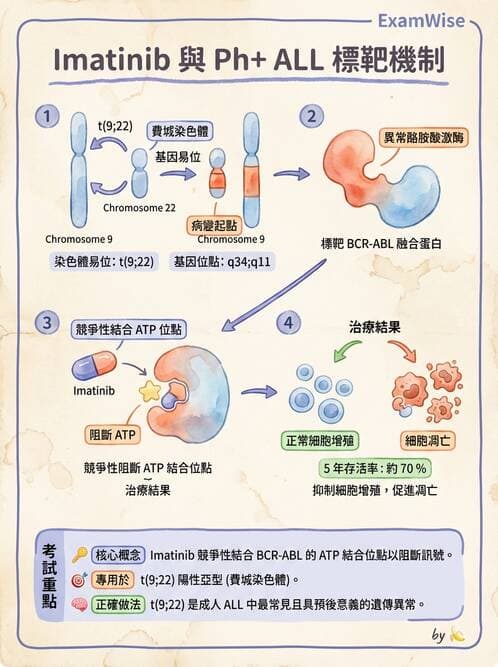 內專 - 淋巴瘤與多發性骨髓瘤 - AI 圖文解析預覽