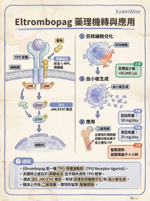 內專 - 凝血與輸血 - AI 圖文解析預覽