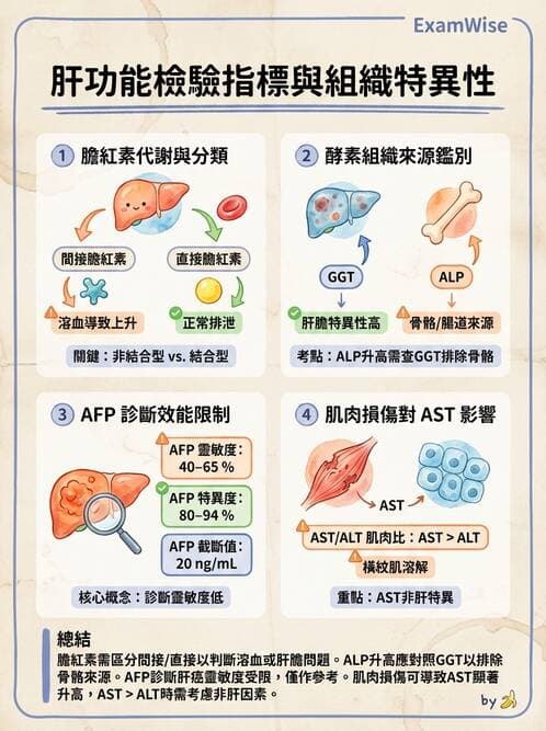 專師 - 肝炎與肝功能 - AI 圖文解析預覽