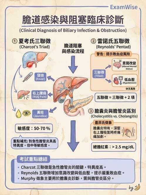 專師 - 膽道與胰臟 - AI 圖文解析預覽