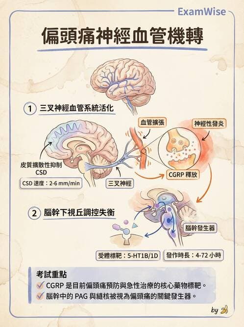 專師 - 腦神經檢查與神經學評估 - AI 圖文解析預覽