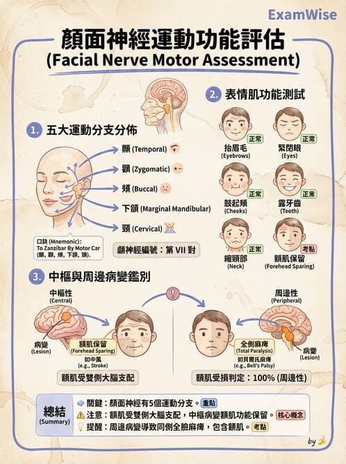 專師 - 腦神經檢查與神經學評估 - AI 圖文解析預覽