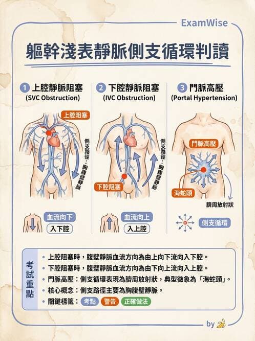 專師 - 周邊血管與靜脈疾病 - AI 圖文解析預覽