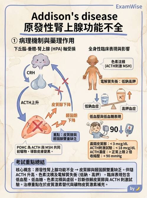 專師 - 腎上腺疾病 - AI 圖文解析預覽