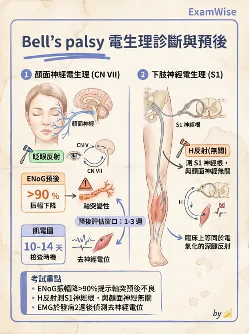 醫檢師 - 神經肌肉與睡眠檢查 - AI 圖文解析預覽