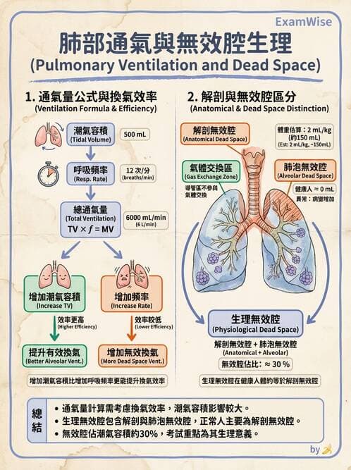 醫檢師 - 肺功能基礎與指標 - AI 圖文解析預覽