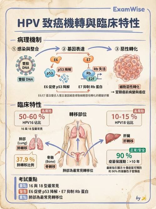 醫檢師 - 乳房及女性生殖疾病 - AI 圖文解析預覽