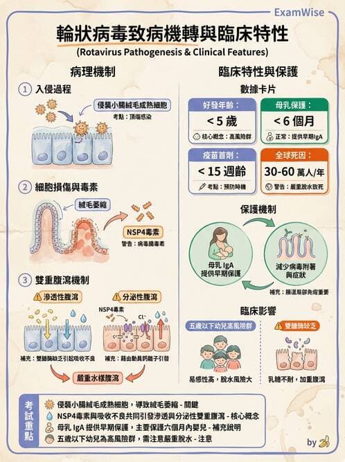醫檢師 - 消化肝膽疾病 - AI 圖文解析預覽