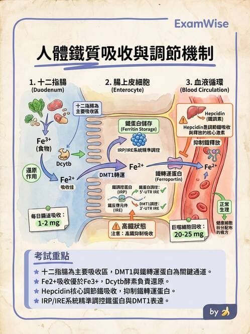 醫檢師 - 貧血診斷與營養缺乏性貧血 - AI 圖文解析預覽