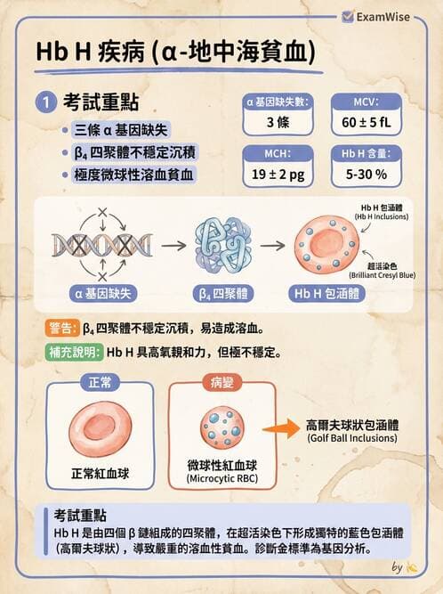 醫檢師 - 溶血性貧血與血色素病變 - AI 圖文解析預覽