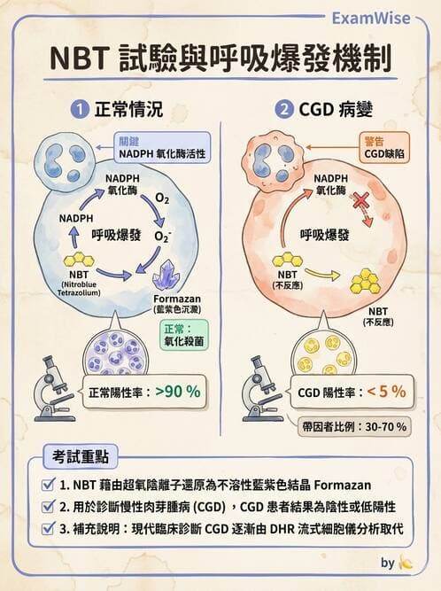 醫檢師 - 白血球生理與形態 - AI 圖文解析預覽