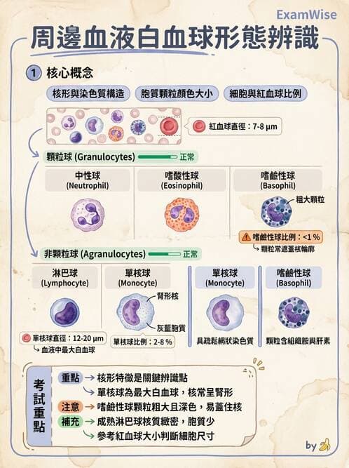 醫檢師 - 白血球生理與形態 - AI 圖文解析預覽